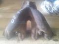 Коллектор выпускной  HYUNDAI SONATA 01-10